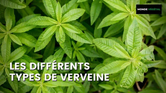 QUELS SONT LES DIFFÉRENTS TYPES DE VERVEINE ?