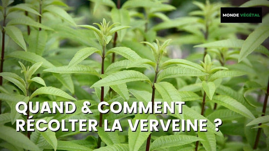 QUAND ET COMMENT RÉCOLTER LA VERVEINE ?