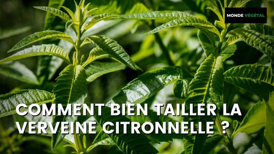 COMMENT BIEN TAILLER LA VERVEINE ?