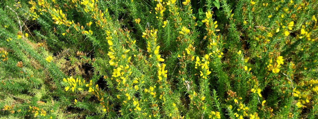 Ajonc Nain ulex minor