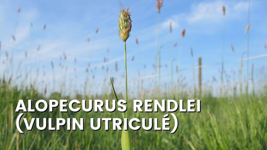 Alopecurus Rendlei (Vulpin Utriculé)