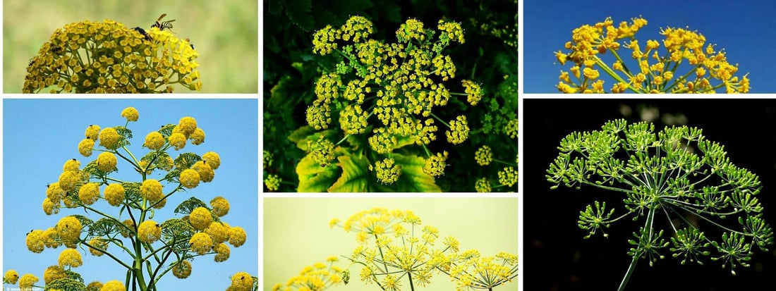 Apiacées à fleurs jaunes. Ombellifères à ombelle jaune