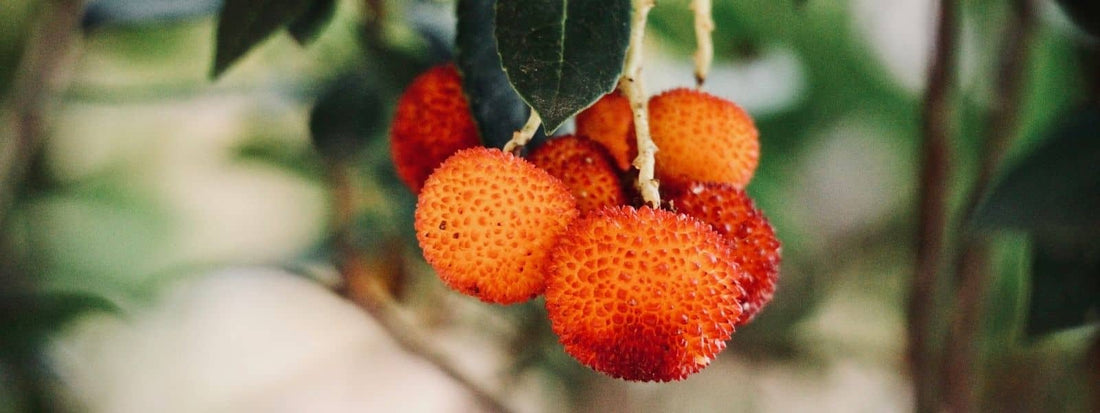 Arbousier arbutus unedo plante fruit comestible