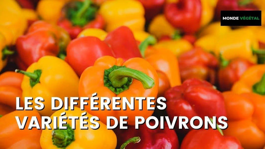 LES DIFFÉRENTES VARIÉTÉS DE POIVRONS