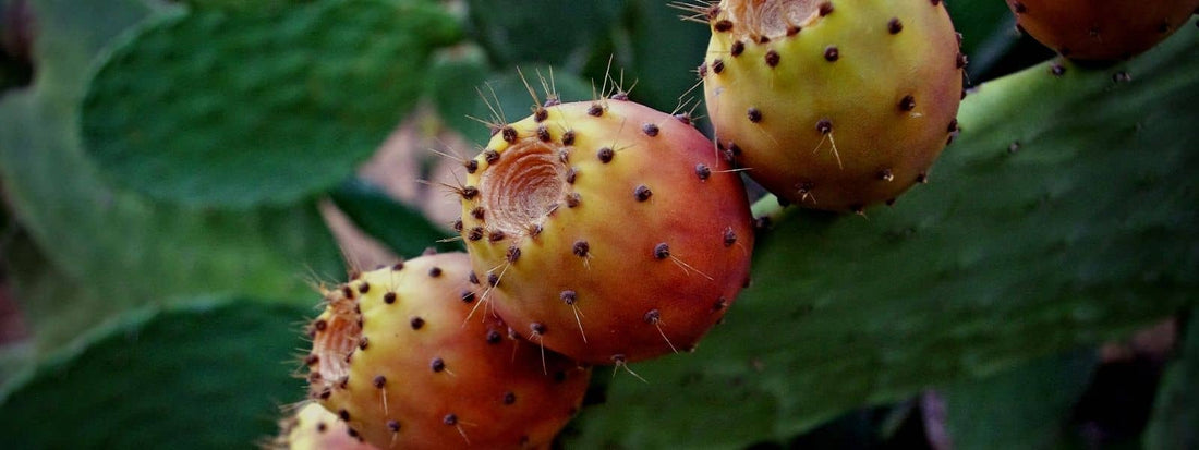 Bienfait figuier de barbarie. L'image représente des figues de Barbarie sur un Opuntia ficus-indica, autrement dit, le Figuier de Barbarie lui-même.