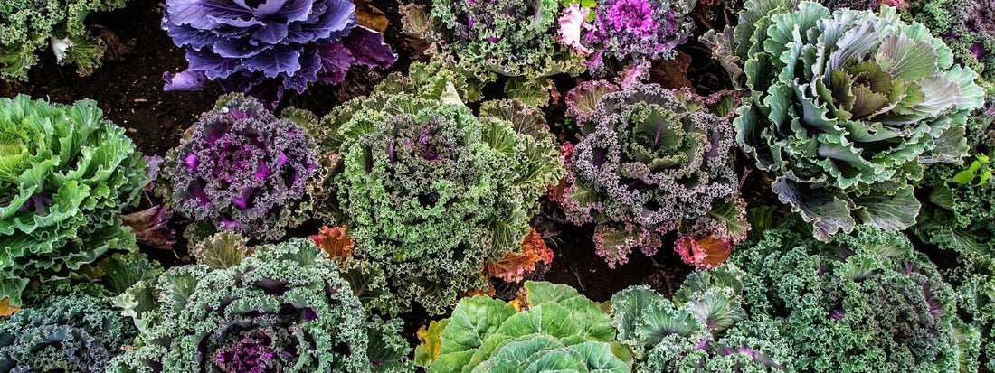 Brassicacées de France