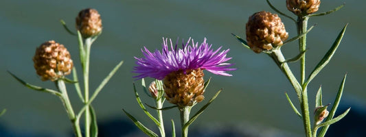 CENTAUREA JACEA Centaurée Jacée