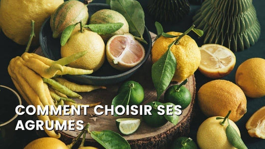 COMMENT CHOISIR SES AGRUMES