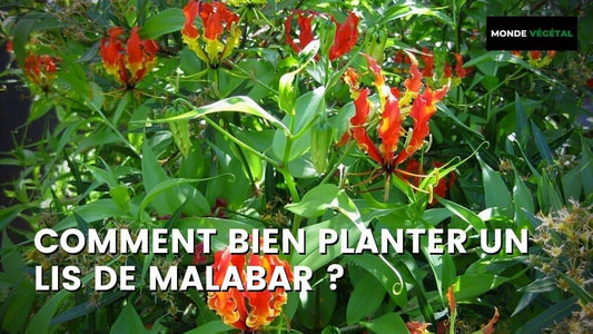COMMENT PLANTER UN LIS DE MALABAR ?
