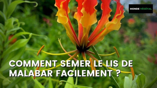 COMMENT SEMER LE LIS DE MALABAR