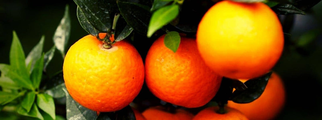 Chinotto un agrume comestible et médicinale