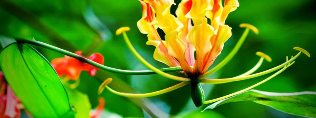 Comment semer le Lys de Malabar gloriosa superba semis et plantation