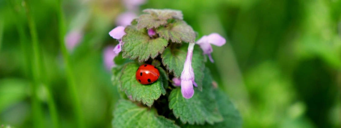 Confusion Lamier Pourpre et autres plantes qui lui ressemblent miniature article