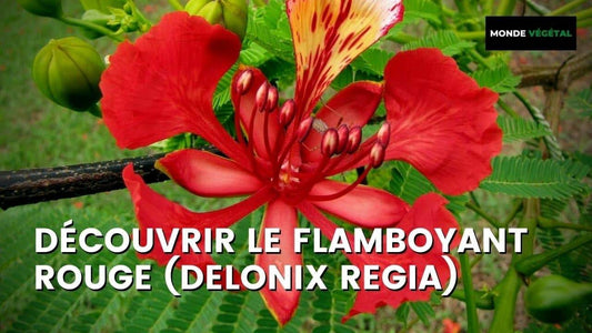 FLAMBOYANT ROUGE – DELONIX REGIA