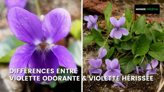 DIFFÉRENCES ENTRE VIOLETTE ODORANTE ET VIOLETTE HÉRISSÉE