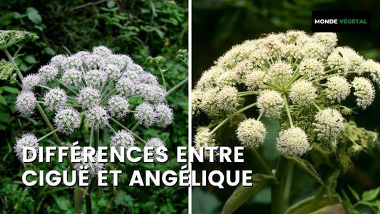 DIFFÉRENCES ENTRE CIGUË ET ANGÉLIQUE