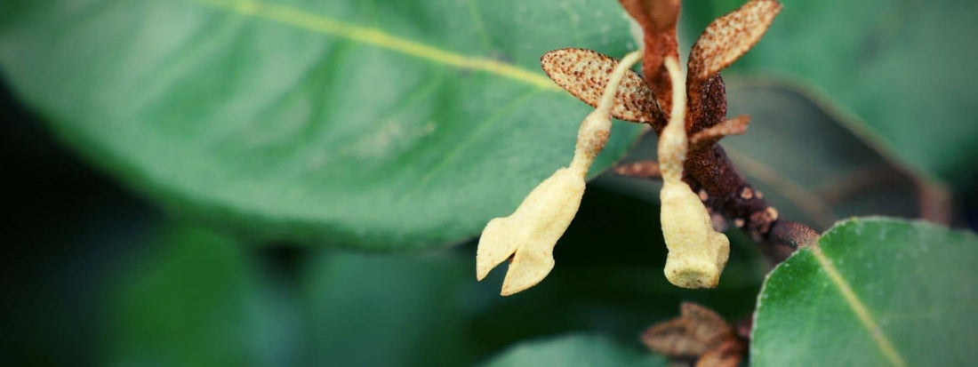 Famille des Éleagnacées (Eleagnaceae)