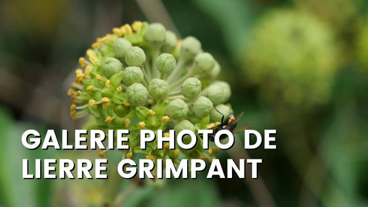 Galerie Photo de Lierre Grimpant