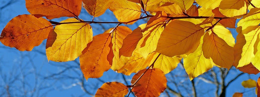 Galerie photo de Hêtre commun avec ses feuilles d'automne