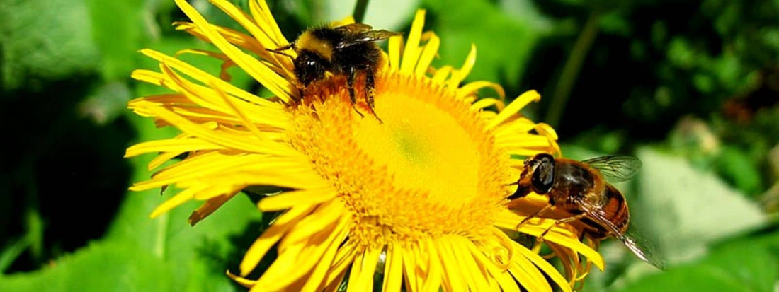 Grande Aunée inula helenium