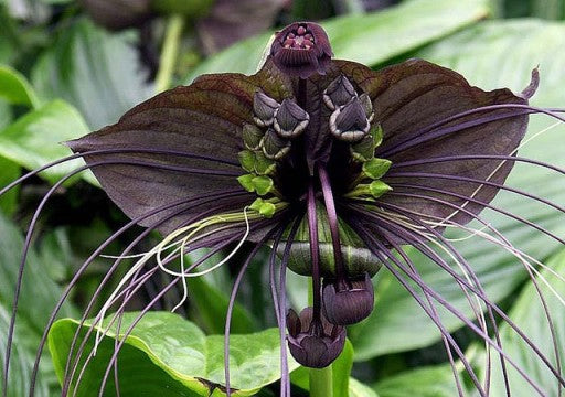 COMMENT FAIRE GERMER UNE GRAINE DE TACCA CHANTRIERI