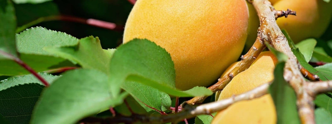 L’ABRICOTIER (PRUNUS ARMENIACA)