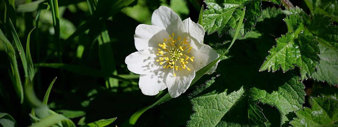 L'Anémone sylvie, Anémone des bois Anemone nemorosa