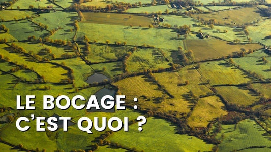 LE BOCAGE (HAIE BOCAGÈRE) : C’EST QUOI ?