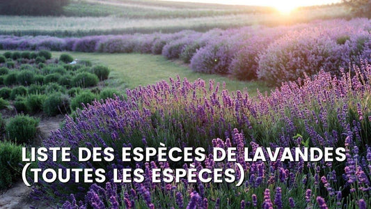 LISTE DES ESPÈCES DE LAVANDES.
