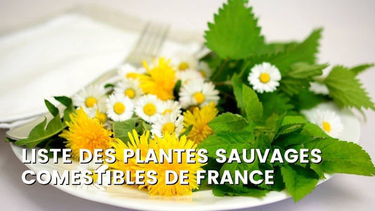 LISTE DES PLANTES SAUVAGES COMESTIBLES DE FRANCE