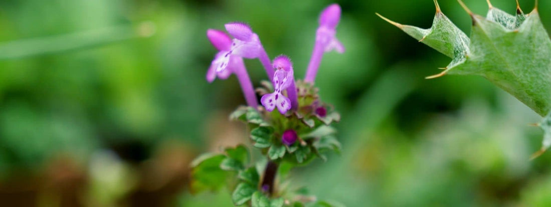 Lamier Amplexicaule Lamium amplexicaule confusion reconnaissance utilisation et habitat