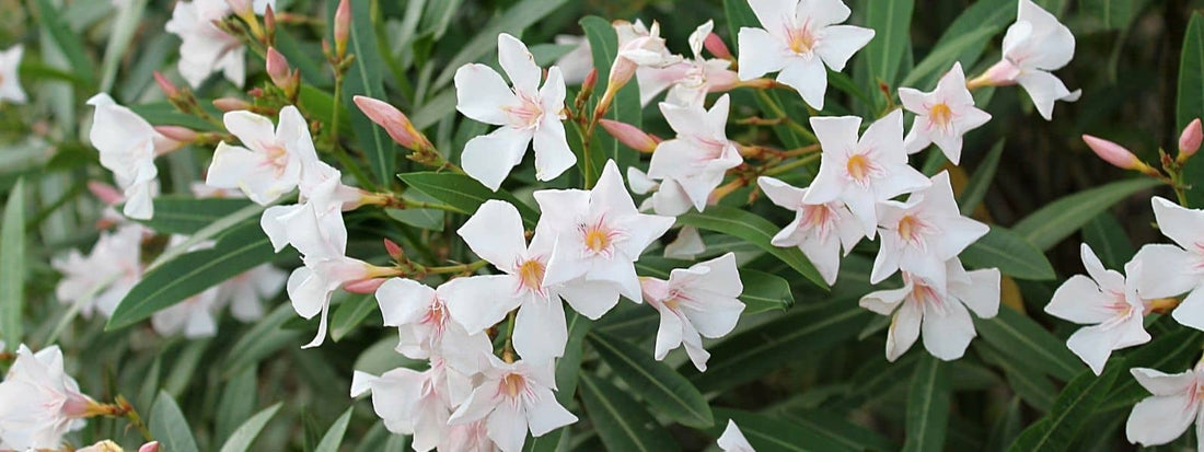 Laurier Blanc toxique