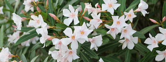 Laurier Blanc toxique