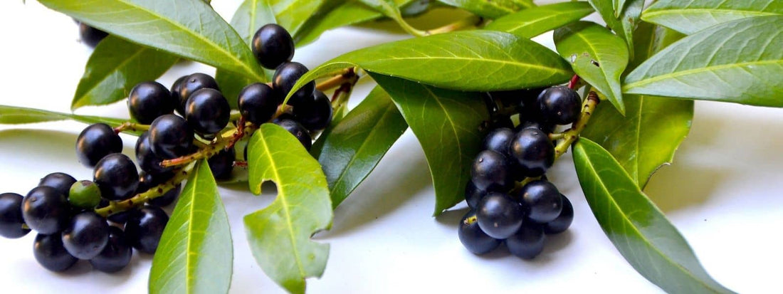 Laurier Cerise comestible, pas toujours toxique. Mais attention à comment on le consomme