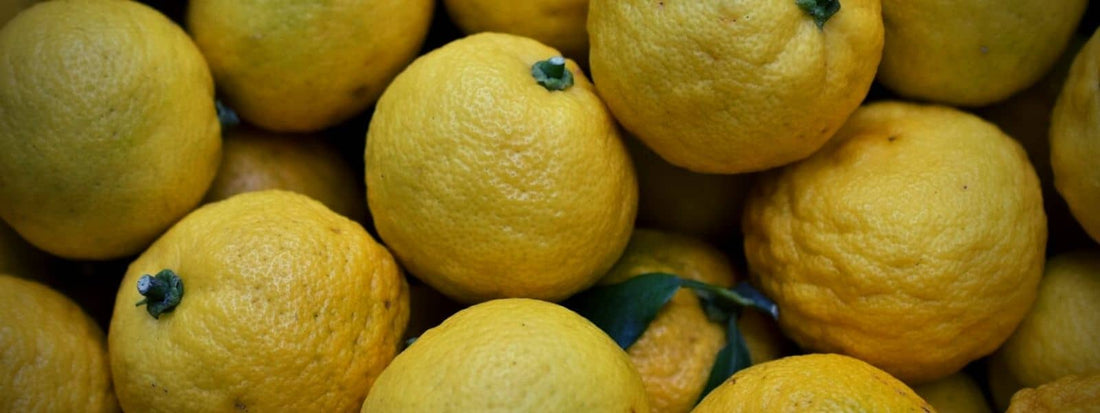 Les agrumes japonais la liste des différentes variétés, espèces et cultivars de sudachi, yuzu et kabosu