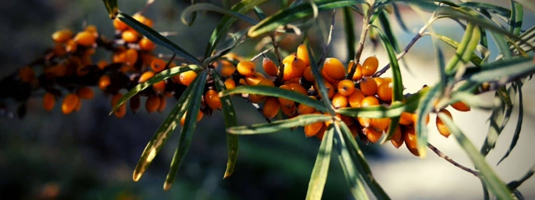 Les différentes espèces d'argousiers hippophae