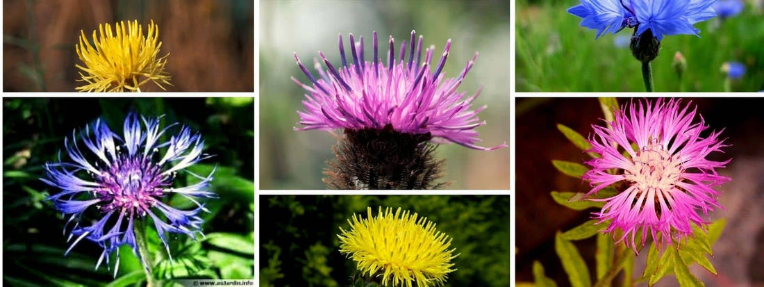 Les différentes espèces de Centaurées Centaurea