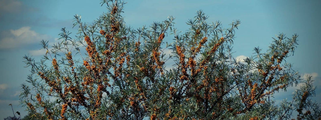 Les variétés d'argousiers hippophae rhamnoides