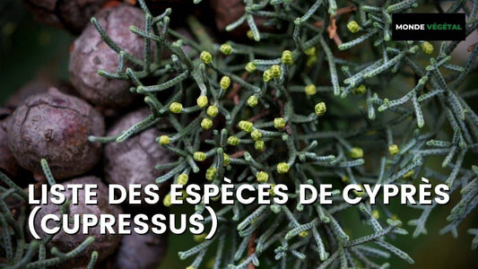LISTE DE TOUTES LES ESPÈCES DE CYPRÈS (Cupressus)