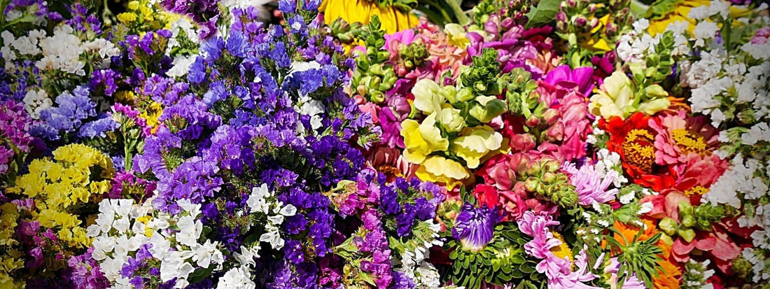 Liste des familles de Plantes : Astéracées, Fabacées, Cucurbitacées et bien d'autres encore