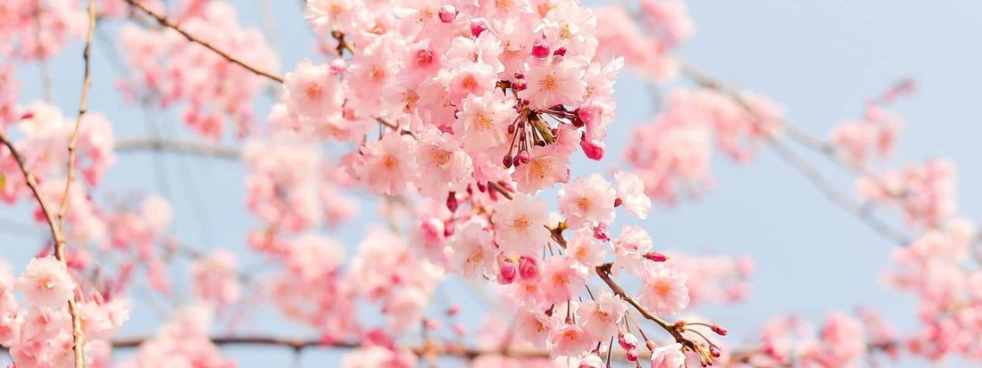 Liste des fleurs roses de France