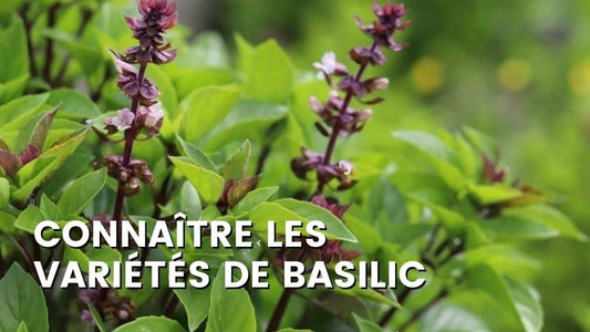 LES VARIÉTÉS DE BASILIC