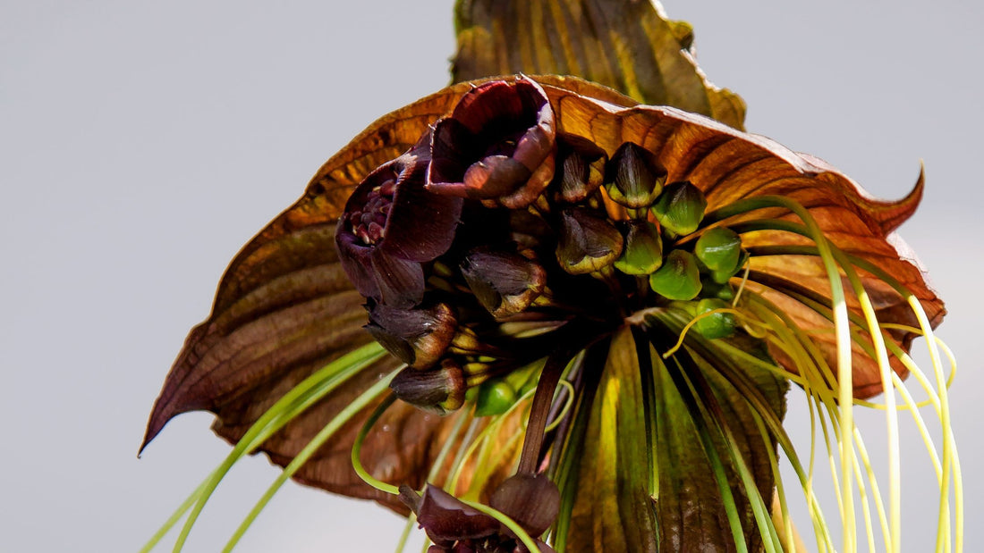 Comment faire germer une graine de Tacca chantireri facilement