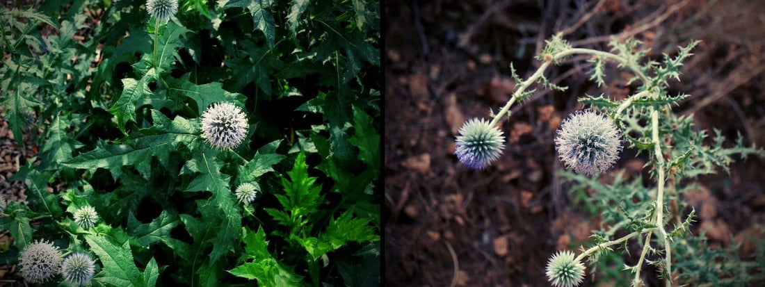 Oursin Bleu ou Oursin à Têtes Rondes Les Différences anti confusions echinops ritro vs Echinops sphaerocephalus