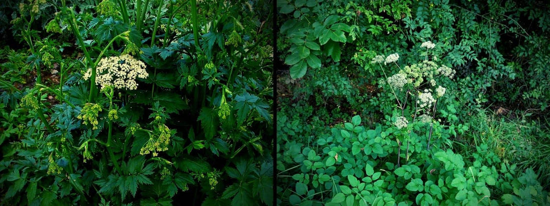 Pimpinella major et Angelica sylvestris