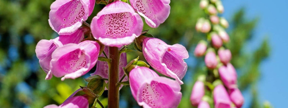 Plantes sauvages toxiques de France. Les plantes sauvages toxiques