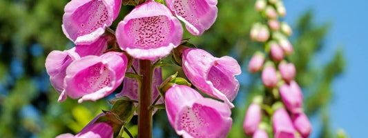 Plantes sauvages toxiques de France. Les plantes sauvages toxiques