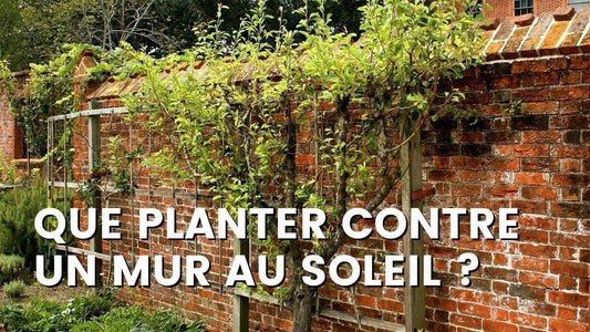 QUE PLANTER LE LONG D’UN MUR AU SOLEIL ?