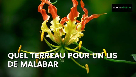 QUEL TERREAU POUR UN LYS DE MALABAR (GLORIOSA SUPERBA)