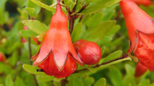 Quand est le meilleur moment pour semer les graines de Grenadier Nain (Punica granatum 'Nana') ?